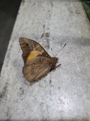Brassolis sophorae
