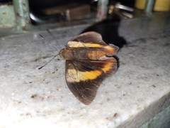 Brassolis sophorae