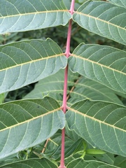 Ailanthus altissima