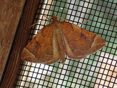 Eulithis testata