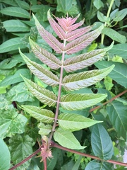 Ailanthus altissima