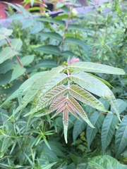Ailanthus altissima