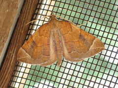 Eulithis testata