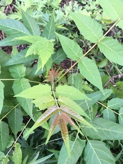 Ailanthus altissima