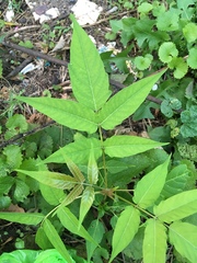 Ailanthus altissima