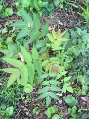 Ailanthus altissima