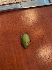 Chrysina psittacina