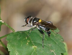 Palpada fasciata