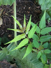 Ailanthus altissima