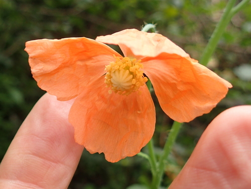 Orange poppy (Afropapaver aculeatum)