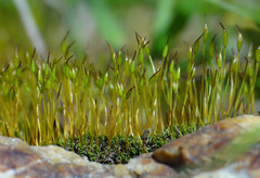 Hennediella heimii