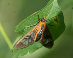 Cosmosoma cingulatum
