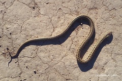 Lygophis anomalus