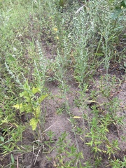Chenopodium standleyanum
