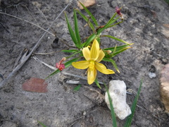 Cyanella lutea lutea