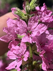 Lythrum salicaria