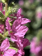 Lythrum salicaria
