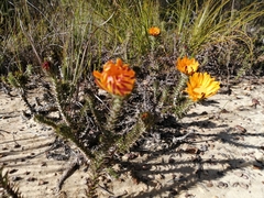 Oedera capensis