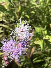 Liatris aspera