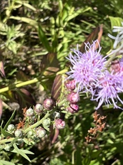 Liatris aspera