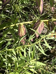 Liatris aspera