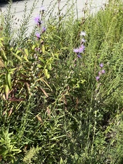 Liatris aspera