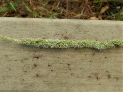 Hymenachne amplexicaulis