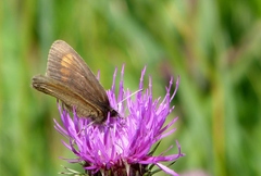 Erebia pharte