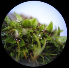 Hennediella heimii