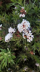 Heliotropium stenophyllum
