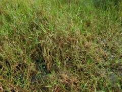 Hymenachne amplexicaulis