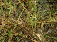 Hymenachne amplexicaulis