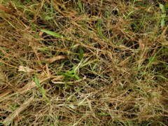 Hymenachne amplexicaulis