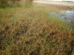 Hymenachne amplexicaulis