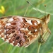 Titania's Fritillary - Photo (c) dirkmaes, some rights reserved (CC BY-NC), uploaded by dirkmaes