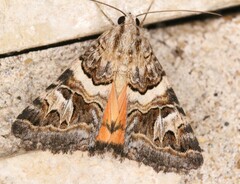 Drasteria mirifica