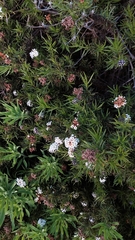 Heliotropium stenophyllum