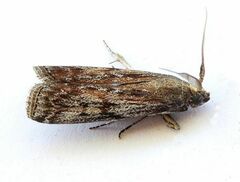 Monoptilota pergratialis