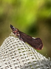 Apache degeeri