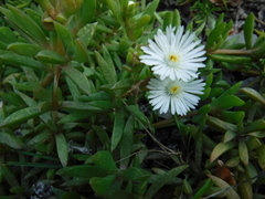 Delosperma litorale