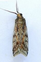 Monoptilota pergratialis