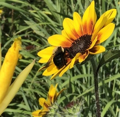 Bombus griseocollis