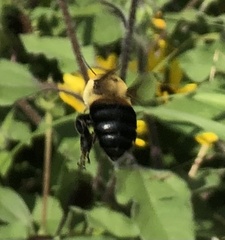 Bombus griseocollis