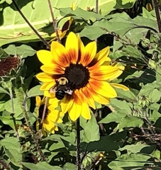 Bombus griseocollis
