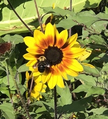 Bombus griseocollis