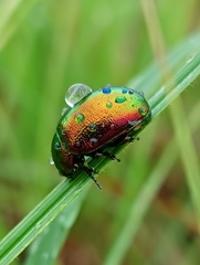Chrysolina graminis