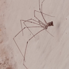 Pholcidae