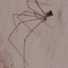 Pholcidae
