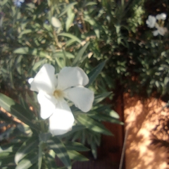 Nerium oleander