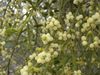 Pacific Mistletoe - Photo (c) Joe Decruyenaere, some rights reserved (CC BY-SA)